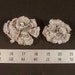 Turkey Tail Mushrooms, Natural Decor