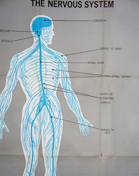 Vintage Anatomical Chart Nervous System