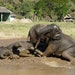 Time to Play elephants play in a mud bath on an animal rescue park in Thailand digital photo