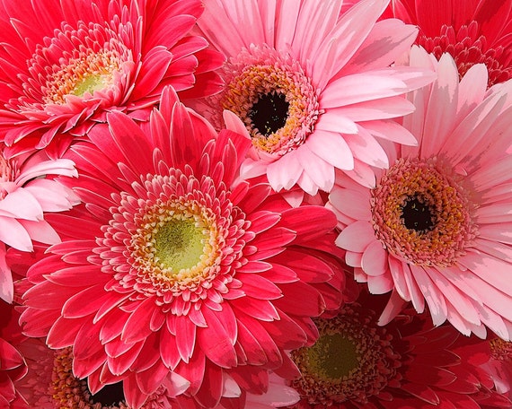 Items similar to Gerbera Daisy 01 a 16x20 fine art floral photographic ...