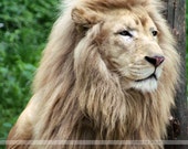 Lion Around 8x10 Fine Art Photograph, Lion Photo, 8x10 Lion Photo, Wall Decor, Animal Print Photo Lion Around 8x10 Fine Art Photograph, Lion Photo, 8x10 Lion Photo, Wall Decor, Animal Print Photo