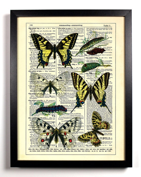 Items Similar To Vintage European Butterfly Diagram Home