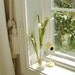 Hyacinth Vase, or Bulb Forcing Vase. Clear Glass. Vintage. Sturdy. Perfect size for forcing large bulbs