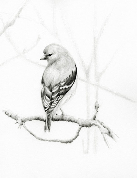 Bird Drawing Pencil Drawing Giclee Fine Art Print of my