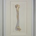 Quilled bone, Fine art anatomical diagram, framed quilled fine art, doctor decor