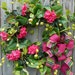 Summer Wreath - Spring / Summer Door Wreath with Pink and Yellow - Beautiful Plaid and Burlap Bow