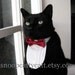 Cat Tuxedo - A Red Tie Affair