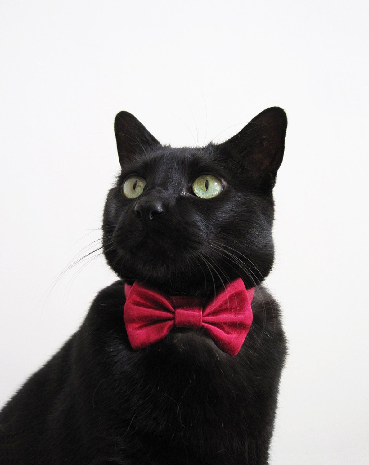 Кошечка с бантиком. Сот в галстуке бобочке. Кот с бантиком. Кошка с бантом. Черная кошка с бантом.