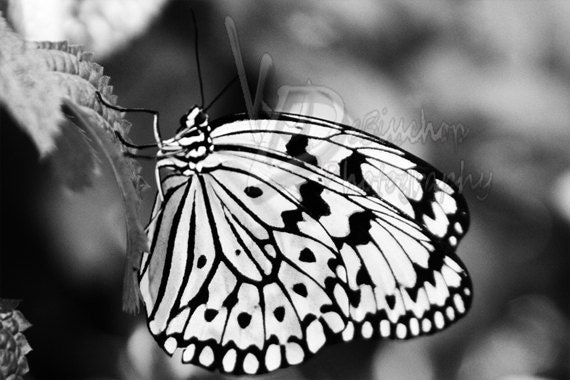 Items similar to Butterfly Black and White Paperkite Fine Art ...