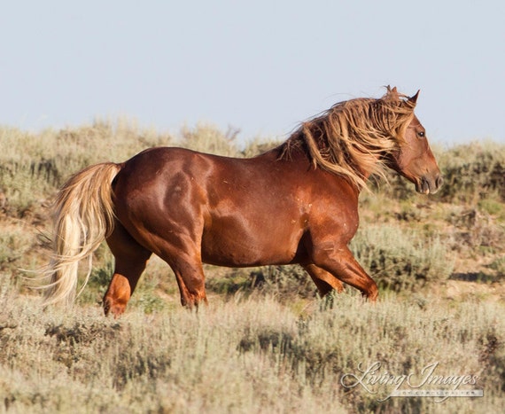 Wild Sorrel Stallion Fine Art Wild Horse by WildHoofbeats on Etsy