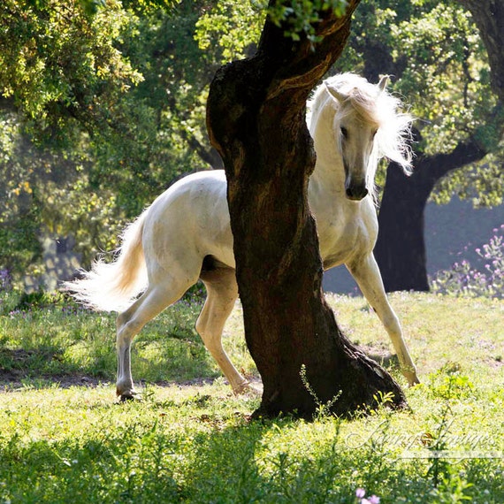 The Stallion and the Tree Fine Art Horse Photograph