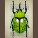 Green Beetle - ORIGINAL ARTWORK Hand Painted Mixed Media on 1896 famous Parisien Magazine 'La Petit Illustration' by Coco De Paris