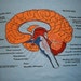 vintage Brain t Shirt XL light Blue 50/50 Screen Stars Medical terms