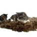Pet Bed Mat Raw Wool Fleece Felted Rug - Merino-Romney