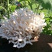 Natural Birds Nest White Ocean Coral