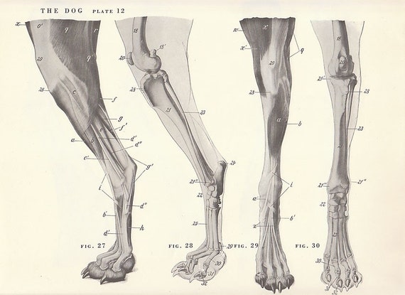 Vintage Dog Feet Anatomy Illustration Book Page