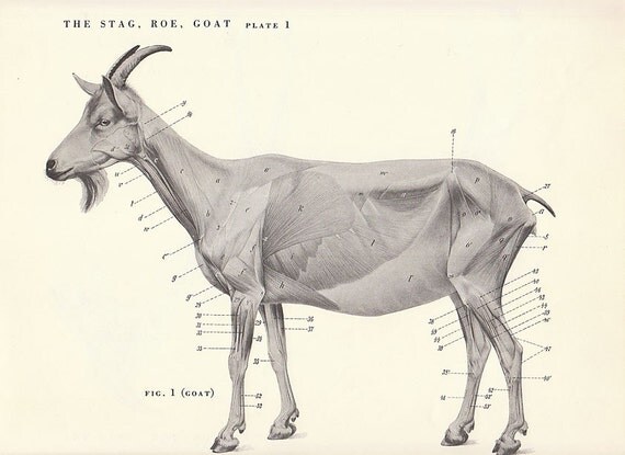 Items similar to Vintage Goat Side Skeleton View Illustration Book Page