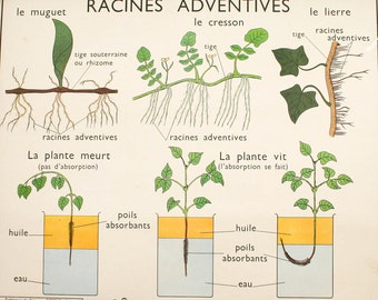 vintage botanical print genuine french school map, double sided roots and rods industrial look