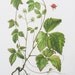 Genuine Vintage botanical print, double sided ronce des rochers botanical print, screen print