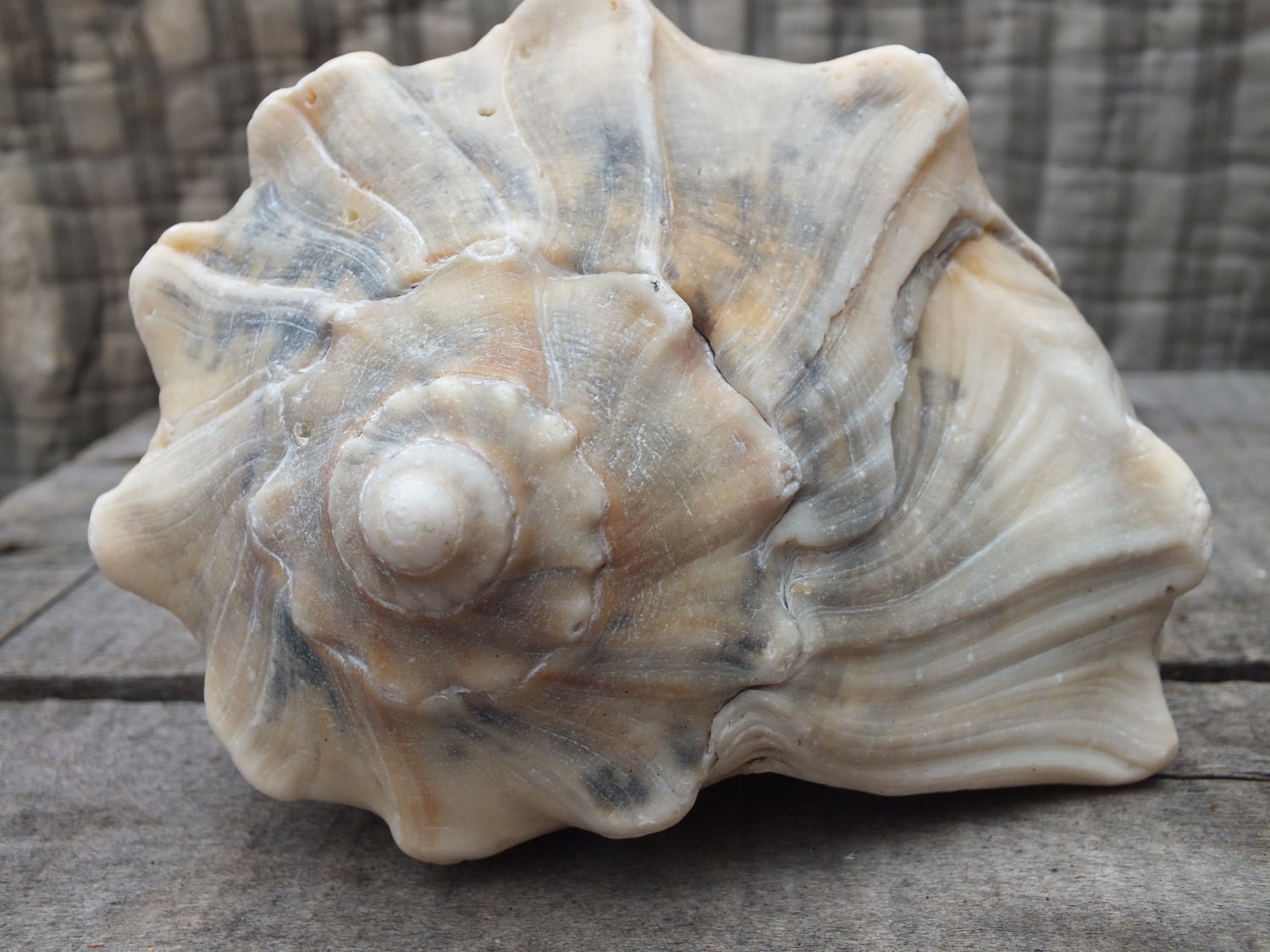 Spiral Seashell Lightning Whelk from the Beach of North