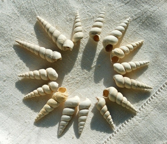 LAST LOT 15 fossil spiral snail shell turritella gastropod