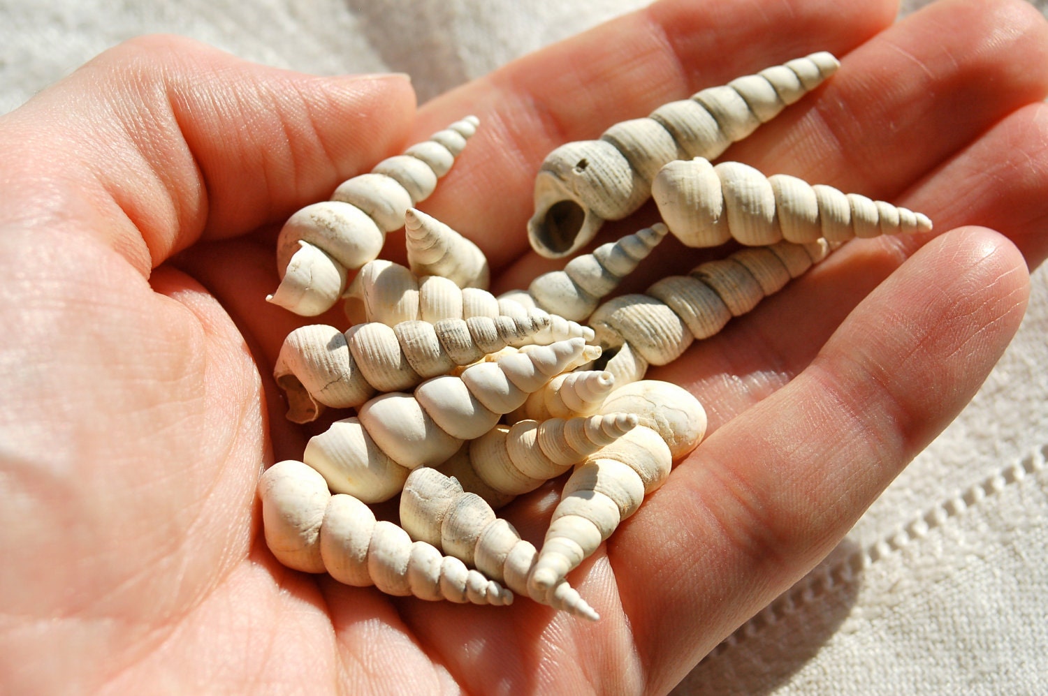 LAST LOT 15 fossil spiral snail shell turritella gastropod