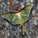 Luna Moth Watercolour Print Art Card
