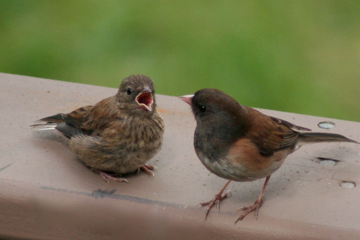 Mama & baby dark-eyed juncos: 5 x 7 photograph charity