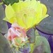 Prickly Pear Cactus Flowers Watercolor Fine Art Print 8x10 Nathalie Kelley