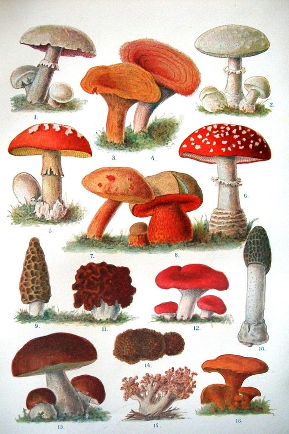 Types Of Mushrooms In Ohio / Morel Mushroom Hunting Season in Ohio | Gone Outdoors ... / Dec 26, 2019 · treating depression with magic mushrooms.