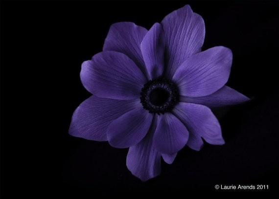 Items similar to Purple Flower on Black Background - 3 on Etsy