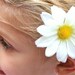 White Daisy Hair clip