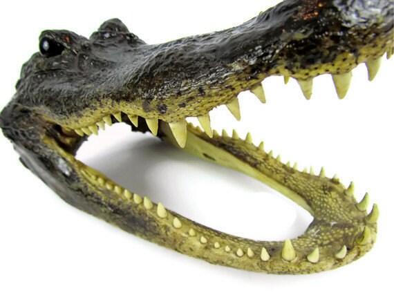 Alligator head souvenir Vintage Florida travel kitsch by Oddacious