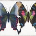 Overlapping Butterflies