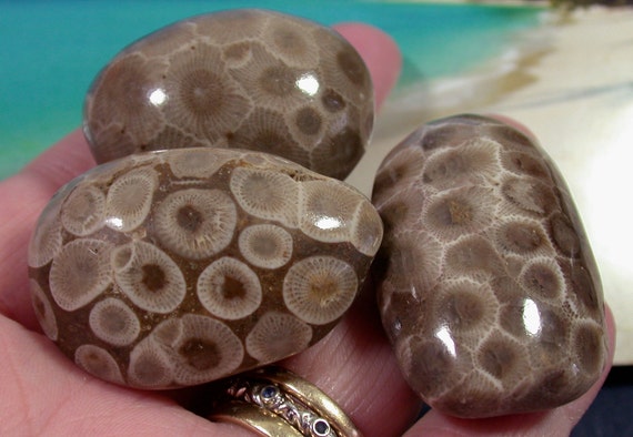 Polished Petoskey Stone Trio from Michigan suzybones