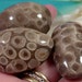 Polished Petoskey Stone Trio from Michigan (suzybones)