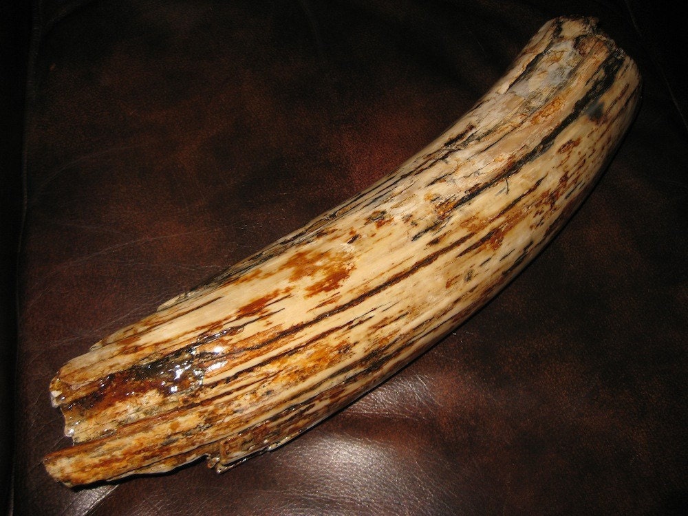 Large Fossil Ivory Tusk Piece From Extinct Woolly Mammoth