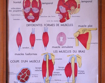 Stunning Vintage French School double-sided poster of Muscles and Posture