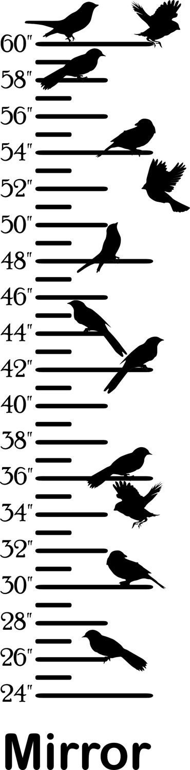 birds-bird-growth-chart-kids-wall-height-chart