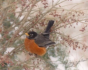 Popular items for spring robin on Etsy