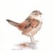 Wren painting ORIGINAL watercolor painting