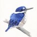 Kingfisher Painting -K038- Original watercolor painting