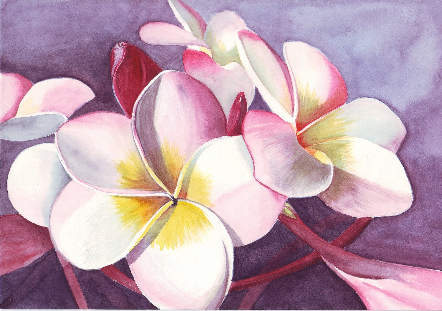 Frangipani Painting flower ART watercolor painting print 5