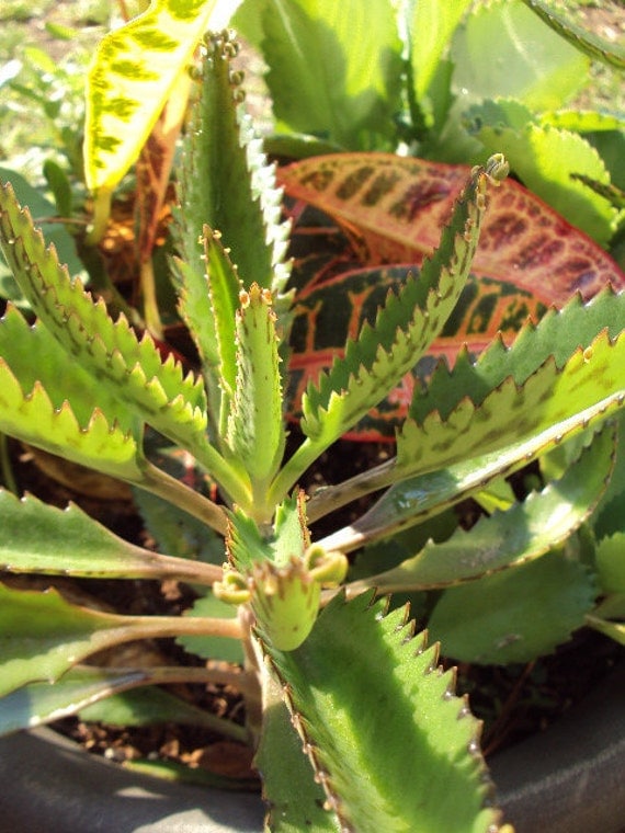 Alligator Plant BOGO Sale Organically Grown by BeneathTheMagnolia