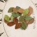 small 1" fabric leaves - Velvet Rainbow Collection - naturals 556327 - Tiny crushed velvet fabric leaves
