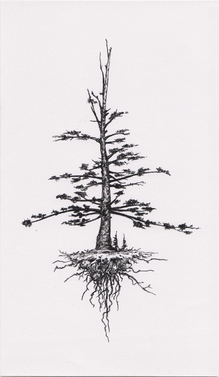 Original Drawing Coniferous Ghost Tree