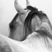 Horse Photography Black and White Horse Photograph 8x10