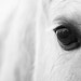 Eye of the Horse 8 x 12 Black and White Horse Photograph