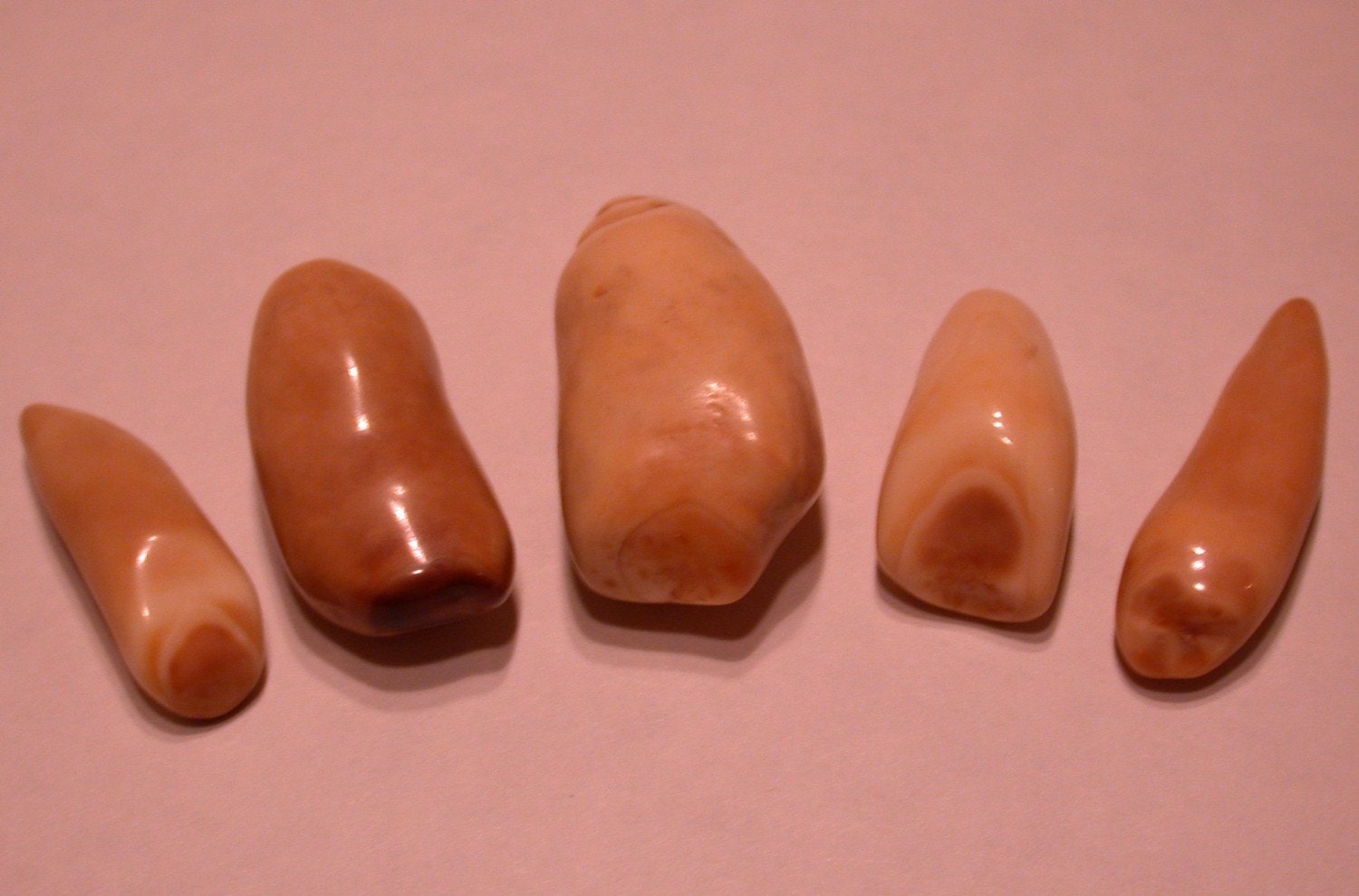 Fossil Walrus Ivory Teeth Five Polished Pieces for Jewelry