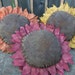 Primitive Sunflower Bowl Fillers/Ornies/Tucks Extra-Large